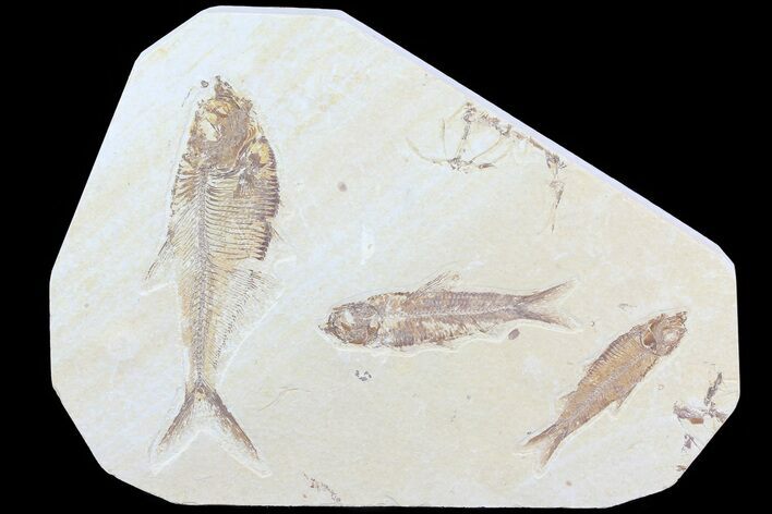 Diplomystus & Knightia Fossil Fish Association #75988
